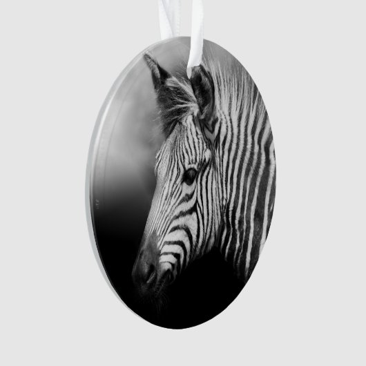 Zebra Foal (devant)