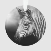 Zebra Foal (devant)
