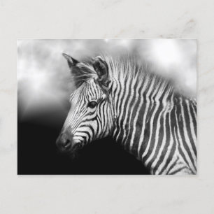 Zebra Foal Briefkaart