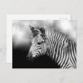 Zebra Foal Briefkaart (Voorkant / Achterkant)