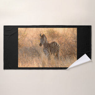 Zebra foal in morning light