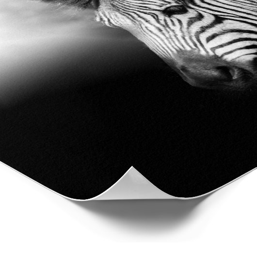 Zebra Foal Poster (Hoek)