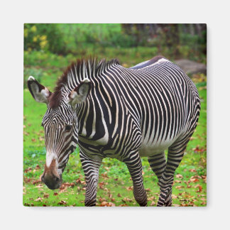 Zebra Foto Magneet