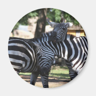 Zebra Friends Magnet Magneet