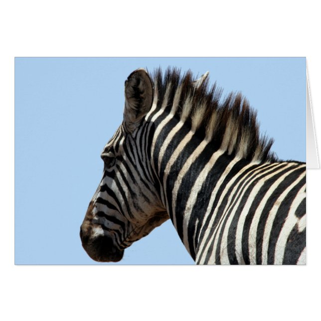 zebra gezicht (Voorkant Horizontaal)