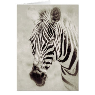 Zebra : Haut et proche