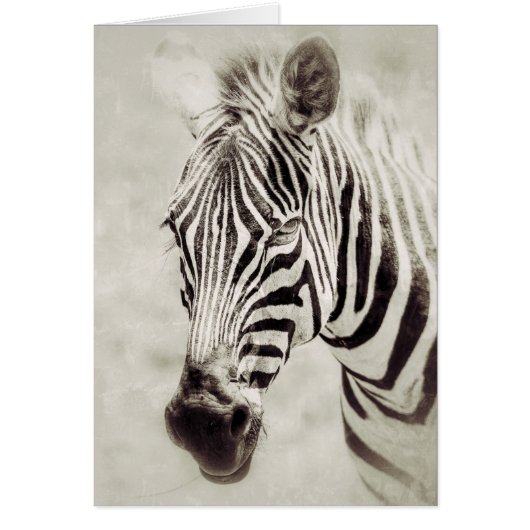 Zebra : Haut et proche (Devant)