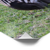 Zebra Head zwart-wit gestreepte foto Perfect Poster (Hoek)