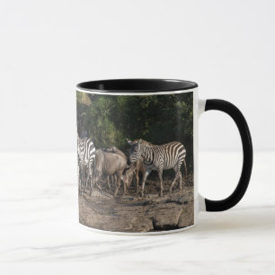 Zebra Herd in natuurlijke instelling, zwart interi Mok