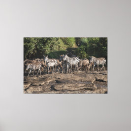 Zebra Herd Natural African Setting Metal Print