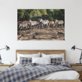 Zebra Herd Natural African Setting Metal Print (Insitu (Slaapkamer))