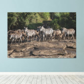Zebra Herd Natural African Setting Metal Print (Insitu (Houten vloer))