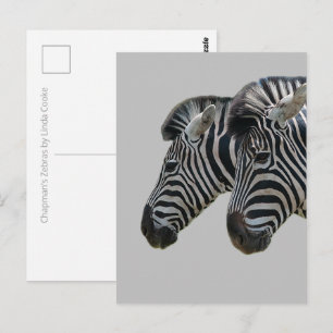 Zebra hoofden briefkaart
