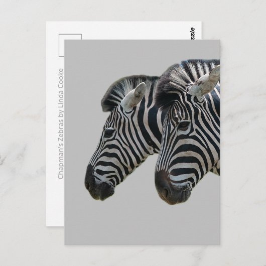 Zebra hoofden briefkaart (Voorkant / Achterkant)