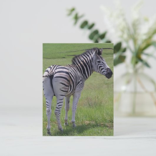 Zebra hoogte-Briefkaarten Briefkaart (Staand voorkant)
