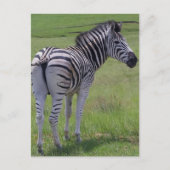 Zebra hoogte-Briefkaarten Briefkaart (Voorkant)