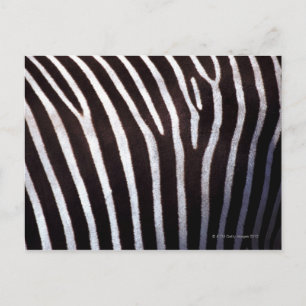 zebra-huid briefkaart