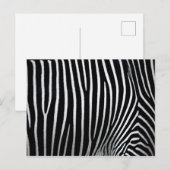 Zebra huid briefkaart (Voorkant / Achterkant)