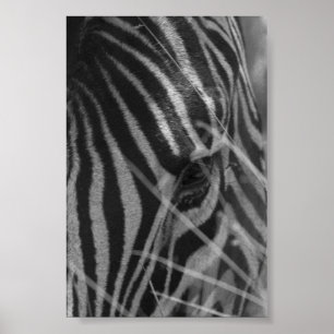 Zebra in de gras poster