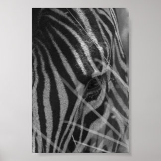 Zebra in de gras poster