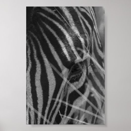 Zebra in de gras poster (Voorkant)