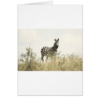 Zebra in de Natuur