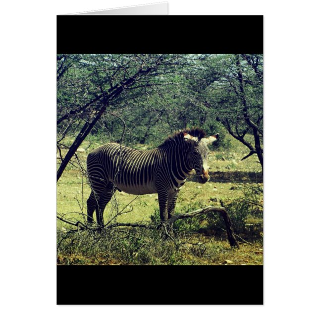 Zebra in de Trees (Voorkant)