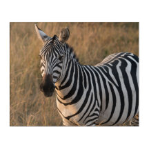 Zebra in de Wilde Afrikaanse Vestiging