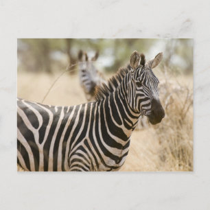 Zebra in het Meru National Park, Kenia. Briefkaart
