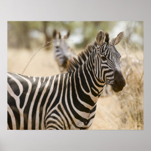 Zebra in het Meru National Park, Kenia. Poster