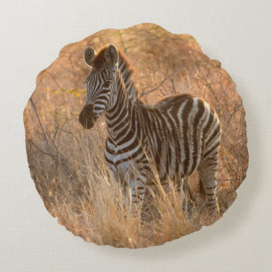 Zebra in het ochtendlicht rond kussen