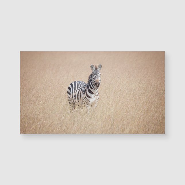 Zebra in high grass (Voorkant)