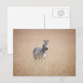 Zebra in high grass briefkaart (Voorkant / Achterkant)