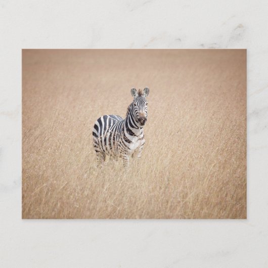Zebra in high grass briefkaart (Voorkant)