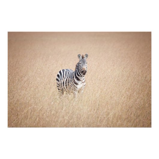Zebra in high grass foto afdruk (Voorkant)