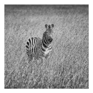 Zebra in high grass perfect poster