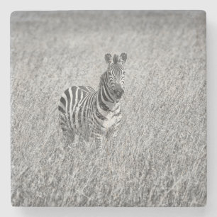 Zebra in high grass stenen onderzetter