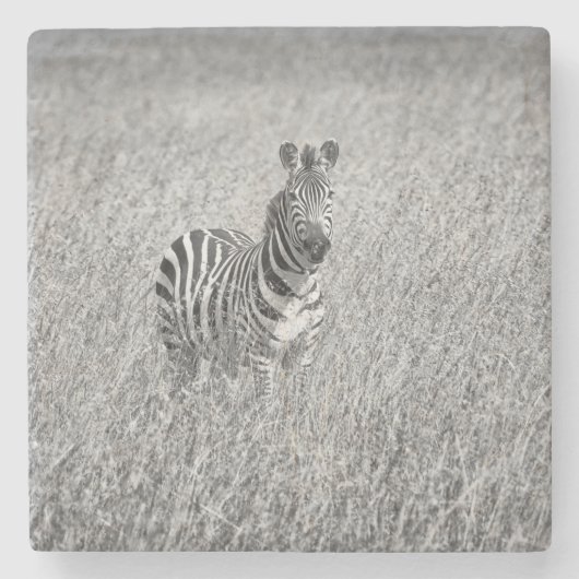 Zebra in high grass stenen onderzetter (Voorkant)