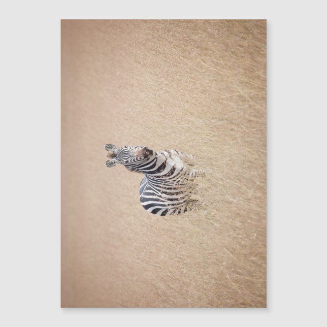 Zebra in hooggras (Voorkant)