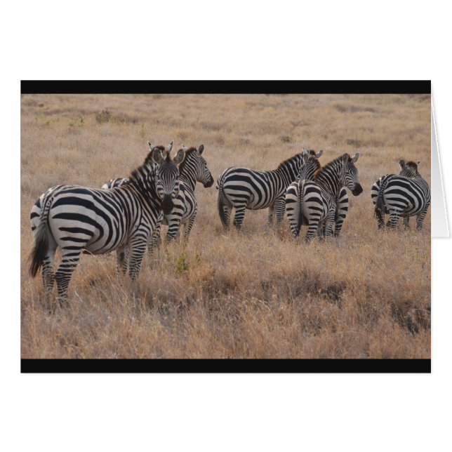 Zebra in Kenia (Voorkant Horizontaal)