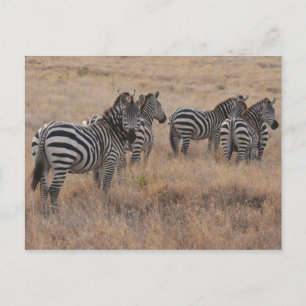 Zebra in Kenia Briefkaart