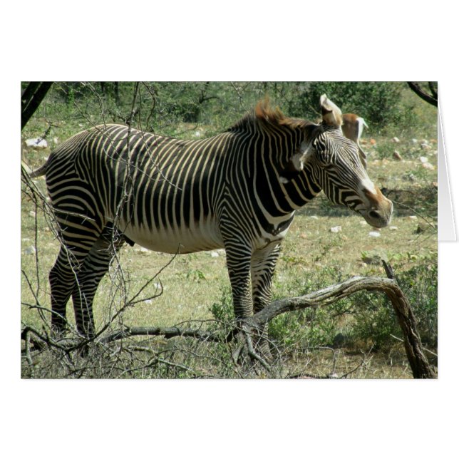 Zebra in Motion (Voorkant Horizontaal)