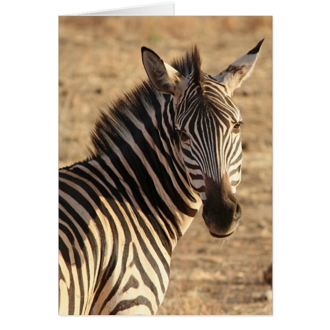 Zebra in Savannah, Tanzania (Voorkant)