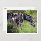 zebra jong briefkaart (Voorkant / Achterkant)