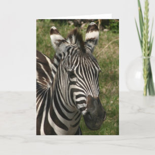 zebra kaart