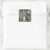 Zebra, Kenia, Afrika Vierkante Sticker (Tas)