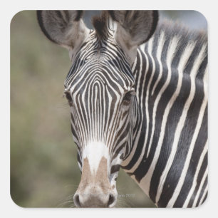 Zebra, Kenia, Afrika Vierkante Sticker