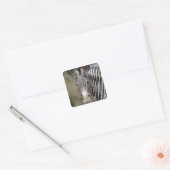 Zebra, Kenia, Afrika Vierkante Sticker (Envelop)