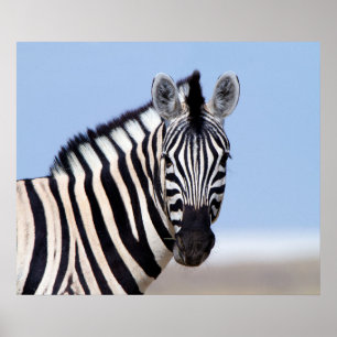 Zebra kijkt naar je met blauwe hemelfoto poster