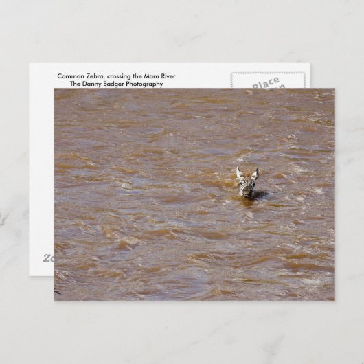 Zebra kruising briefkaart (Voorkant / Achterkant)